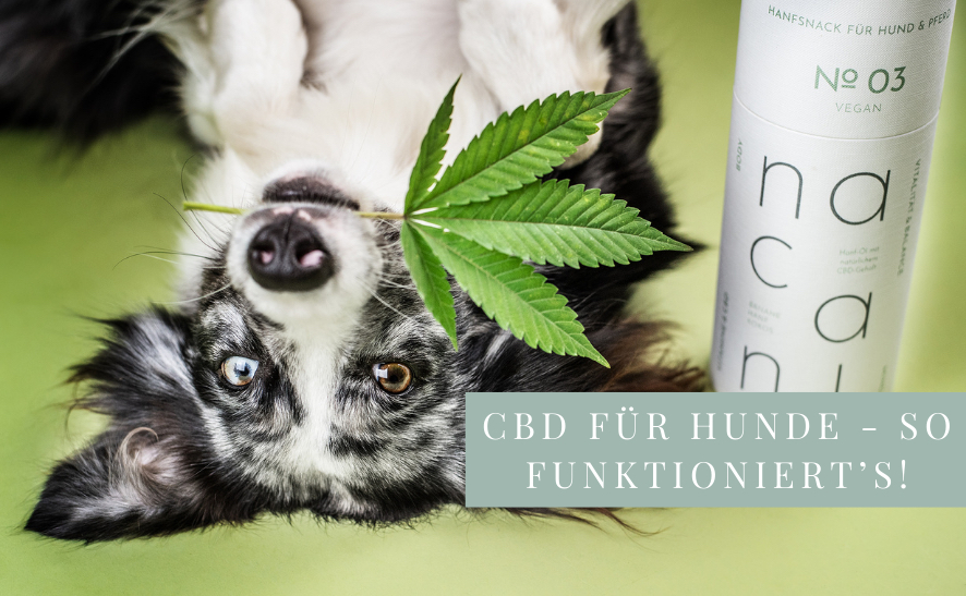 CBD für Hunde - So funktioniert es!
