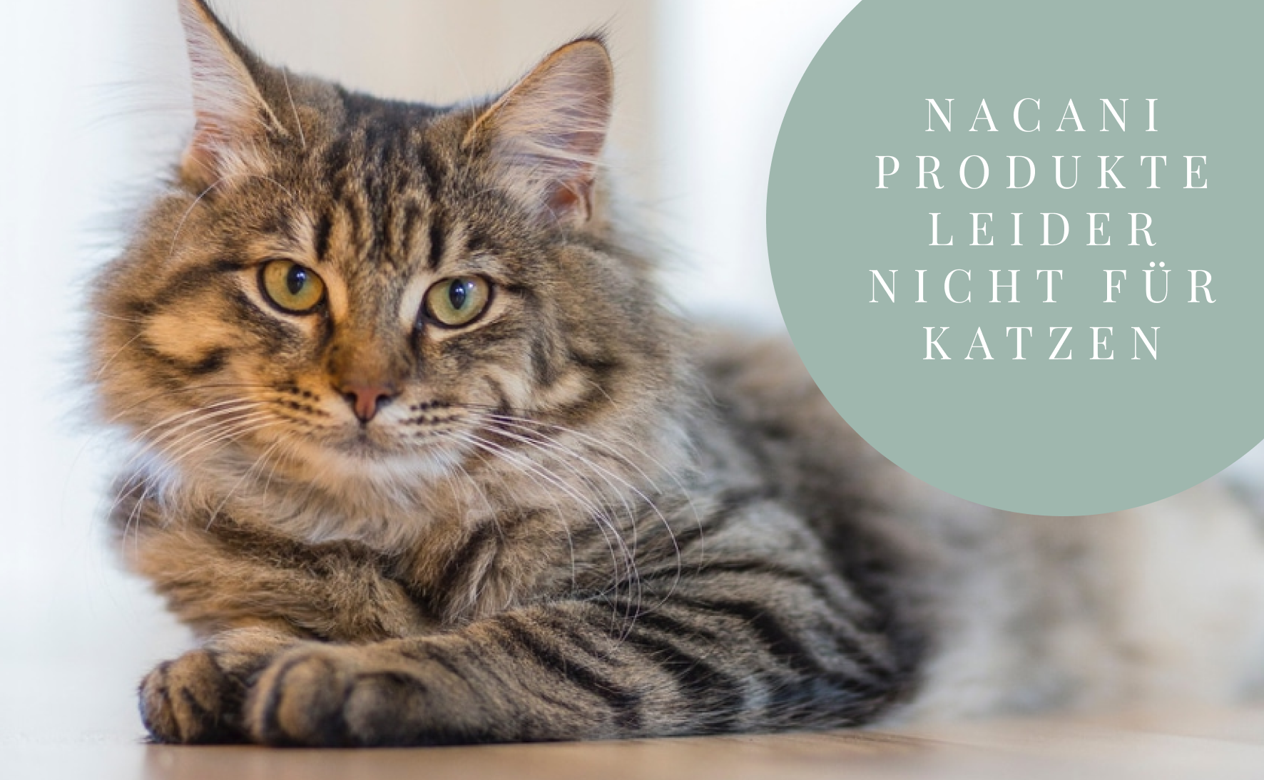 Kann ich meiner Katze das CBD-Öl von nacani geben?