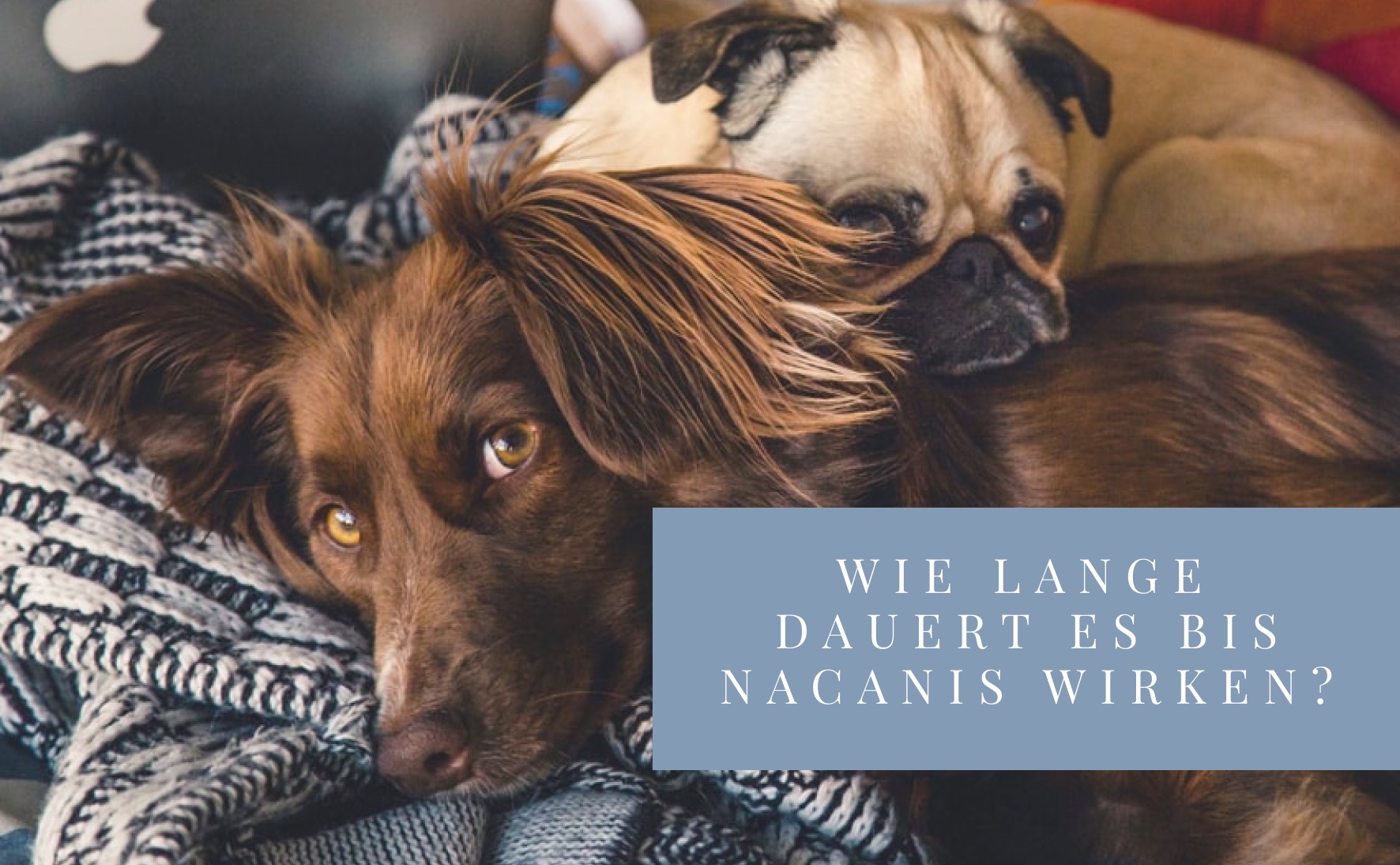 Wie schnell wirkt CBD bei Hunden?