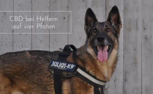 Starke Leistung – Helfer auf vier Pfoten