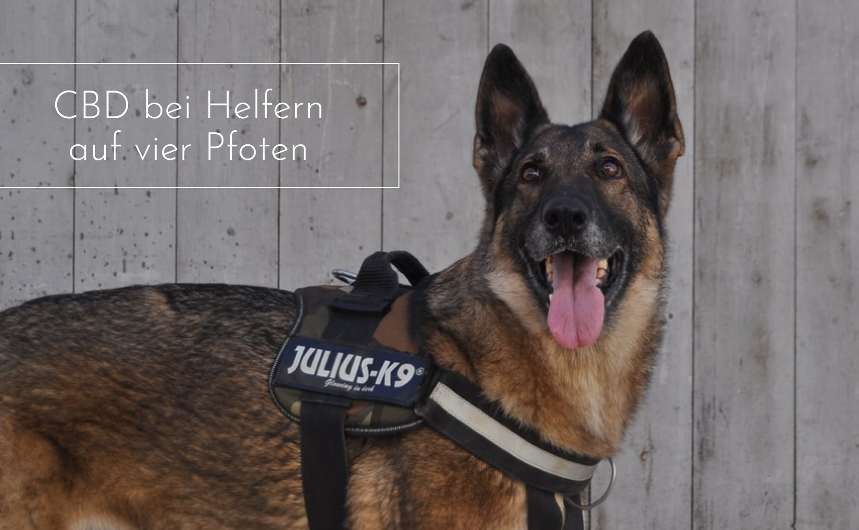 Starke Leistung – Helfer auf vier Pfoten