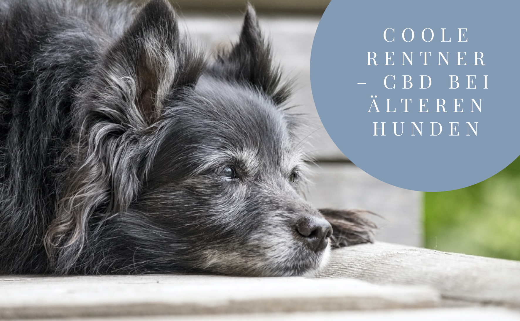 CBD für Hunde-Opis und Hunde-Omis