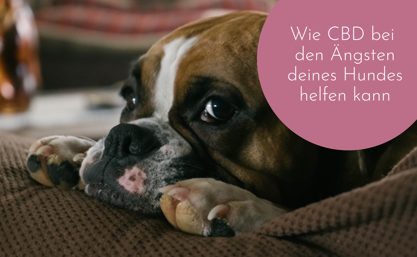 CBD für unsere Ängstlichen