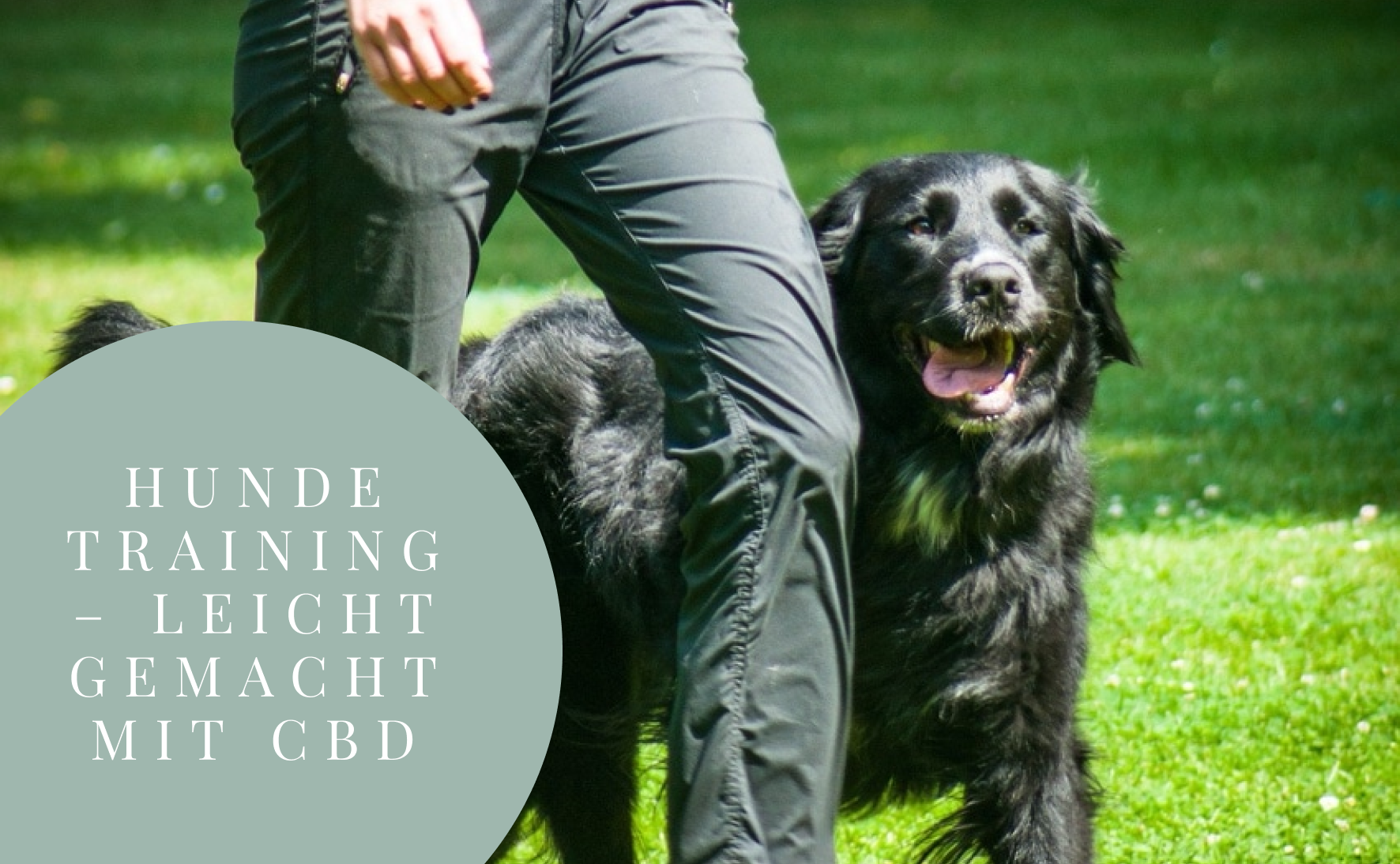Warum Hundetrainer mit CBD arbeiten sollten!