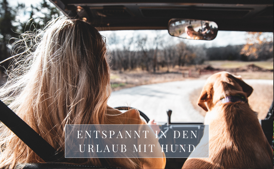 Reiseangst Hund - CBD für einen entspannten Urlaub