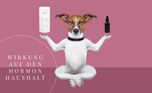 CBD für den Hormonhaushalt unserer Hunde