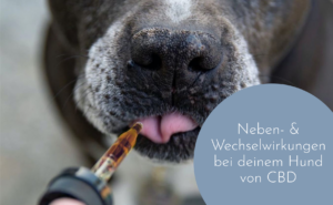 Hat CBD Nebenwirkungen für Hunde?