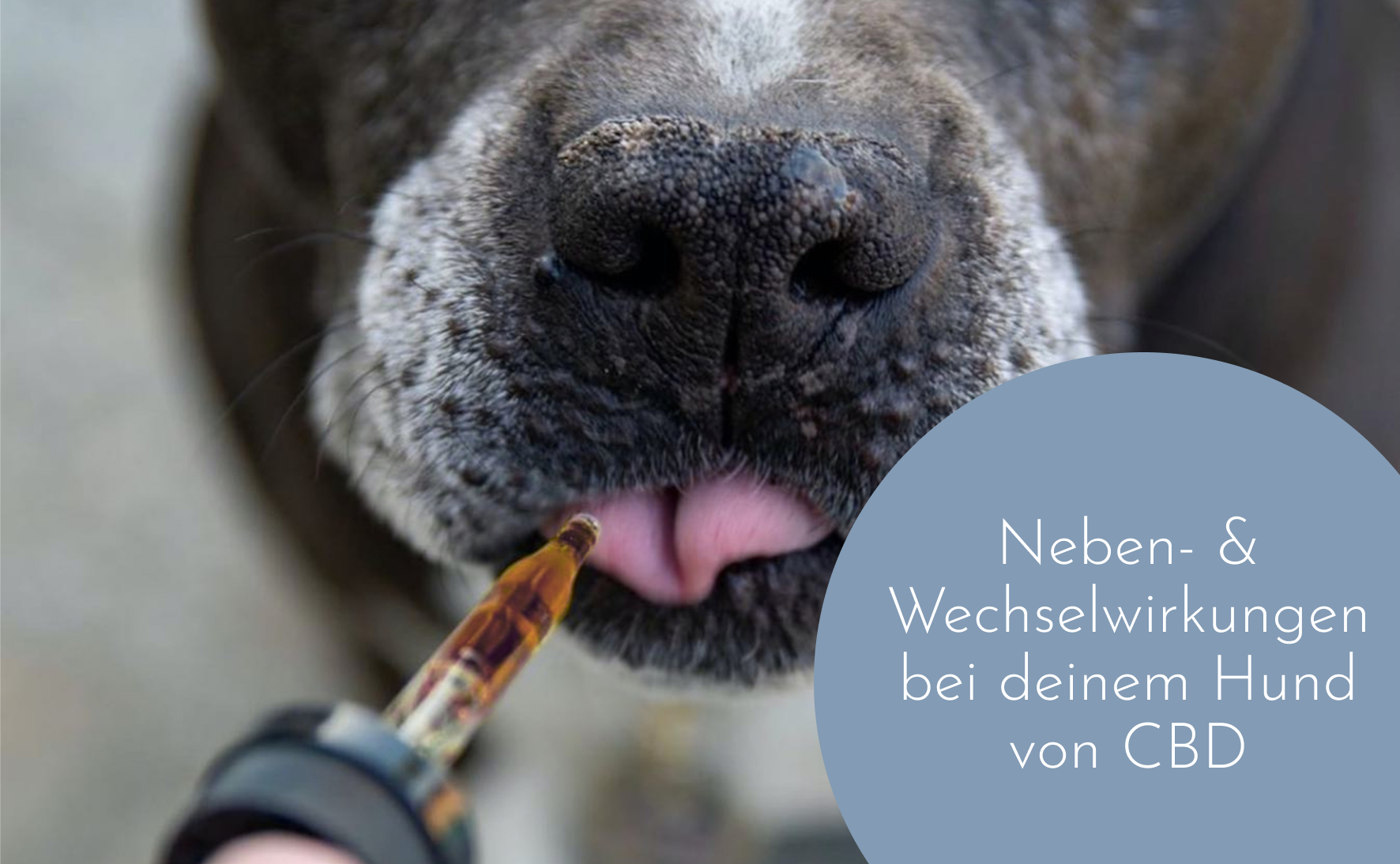 Hat CBD Nebenwirkungen für Hunde?