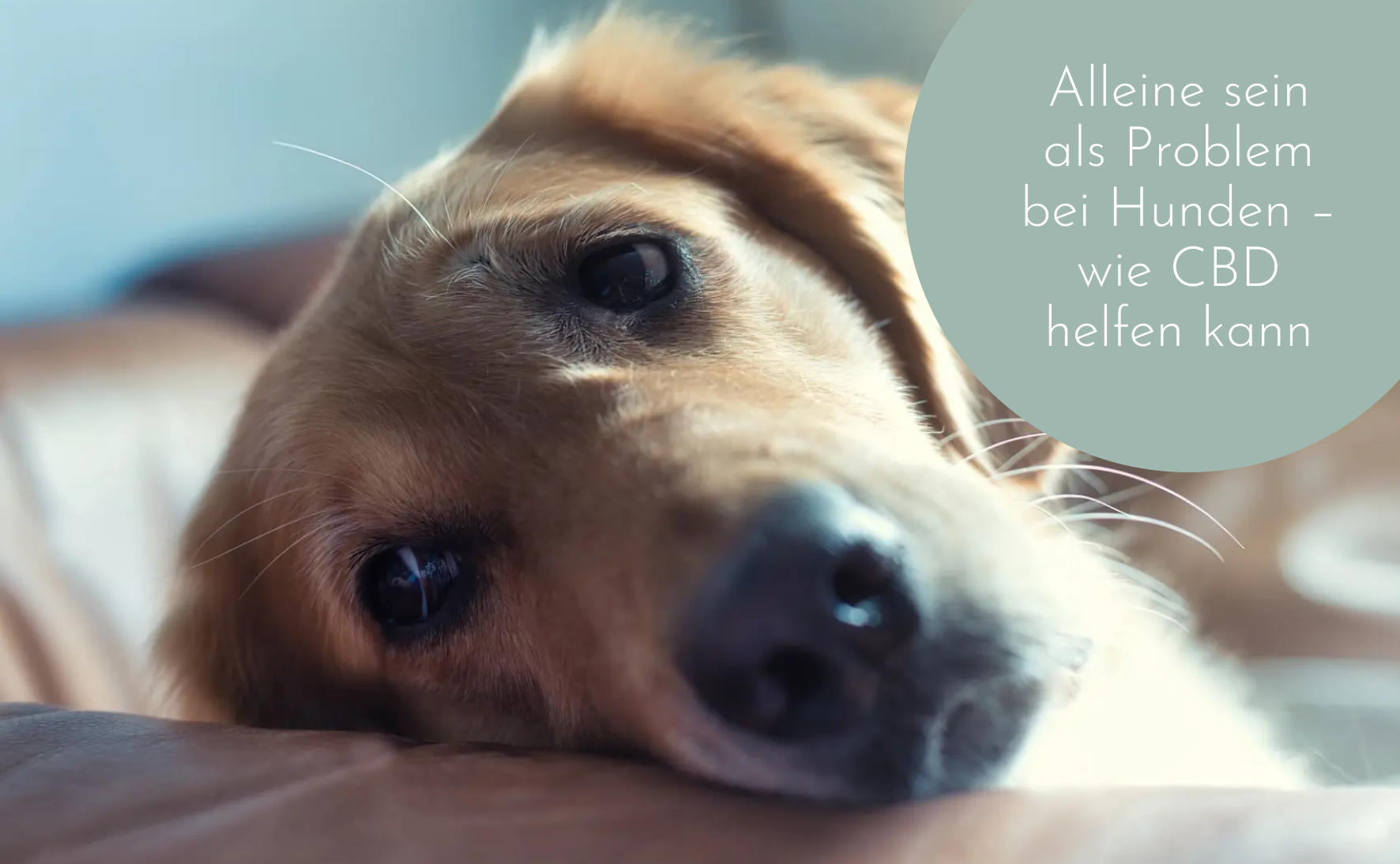 CBD gegen Trennungsangst bei Hunden