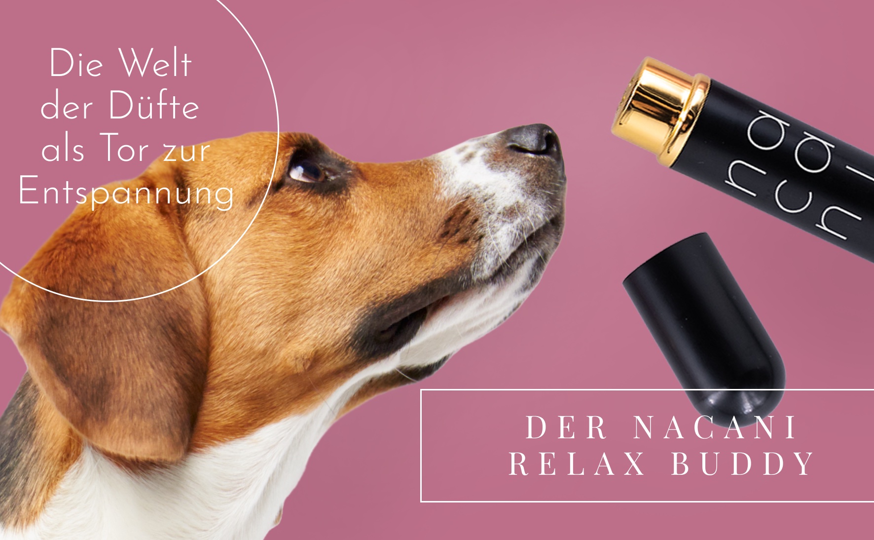 Konditionierte Entspannung für Hunde - Eine duftende Reise zur Ruhe