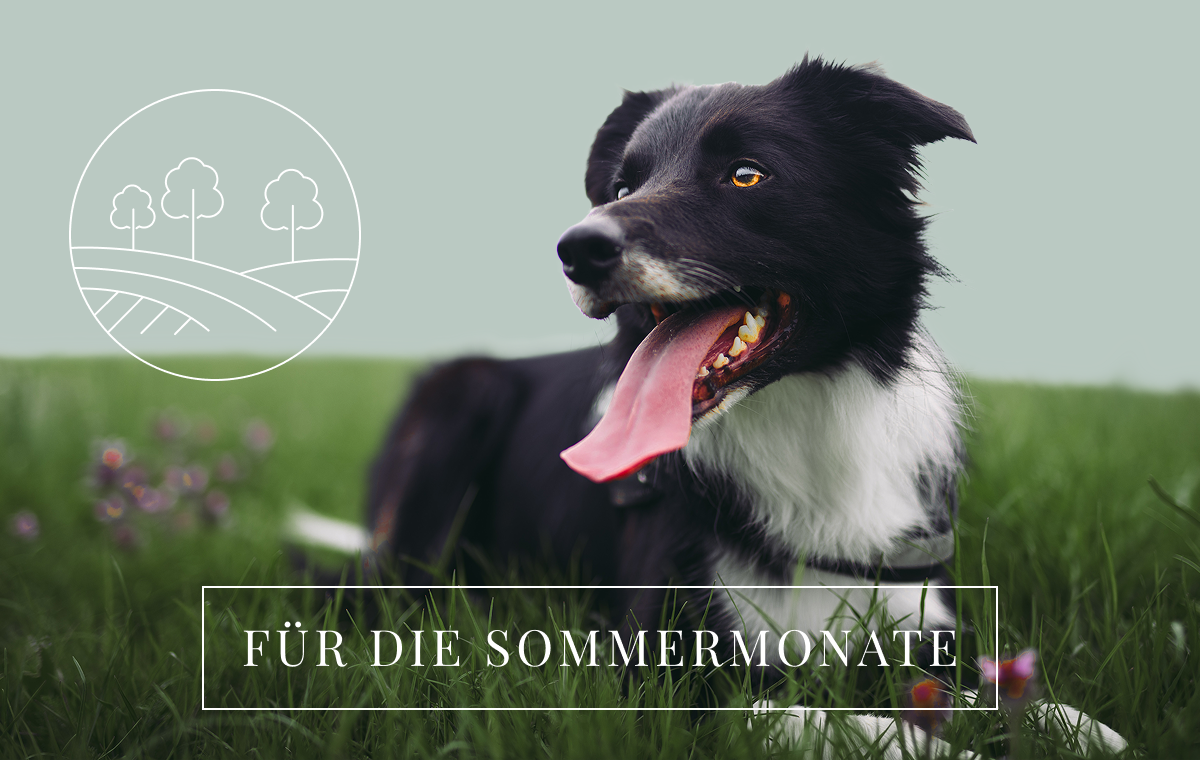 Das Powerteam der Natur - So kommt ihr entspannt durch die Sommerzeit!