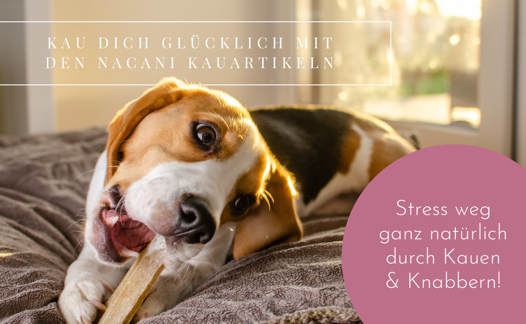 Warum Kauen für Hunde so wichtig ist
