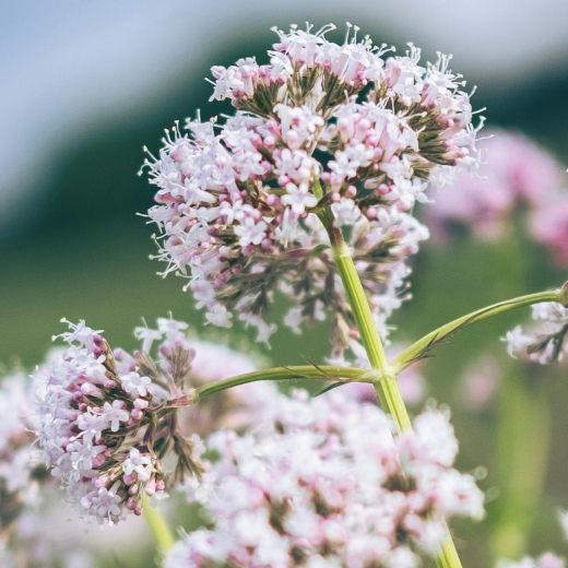 Valerian root