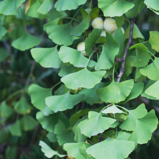 Ginkgo leaves