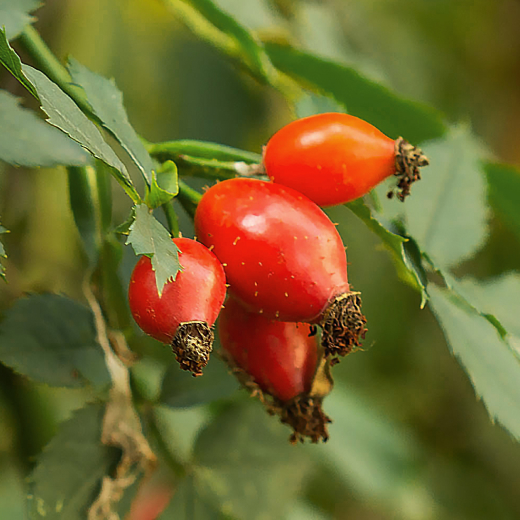 Rose hip