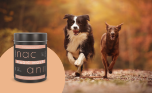 Kräutermischung für Bewegung und Aktivität - Unser MAGIC MOVE