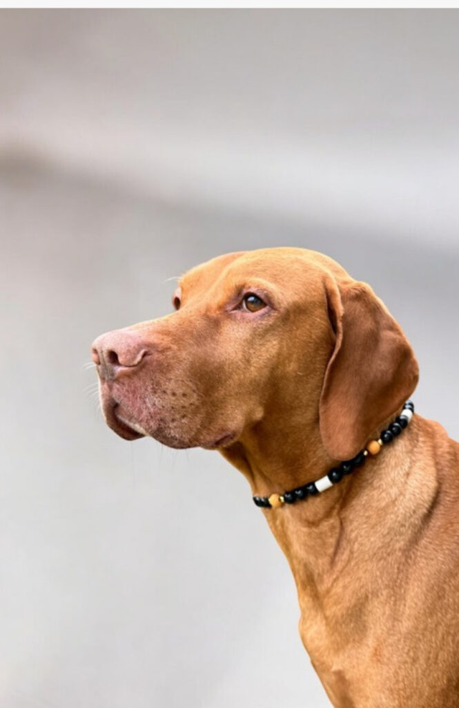 nacani Funktionsketten