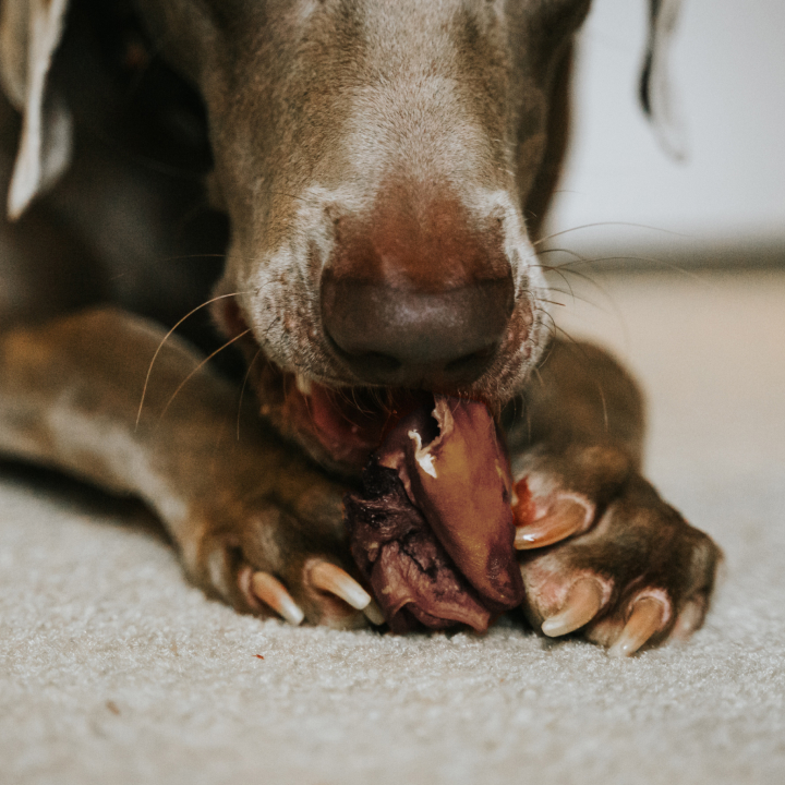 Akkordeon-Kauartikel