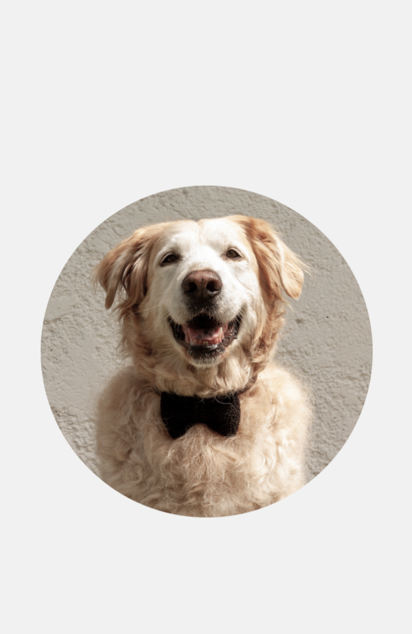 nacani Relax Buddy Fliege