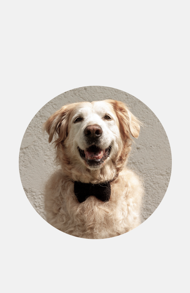 nacani Relax Buddy Fliege