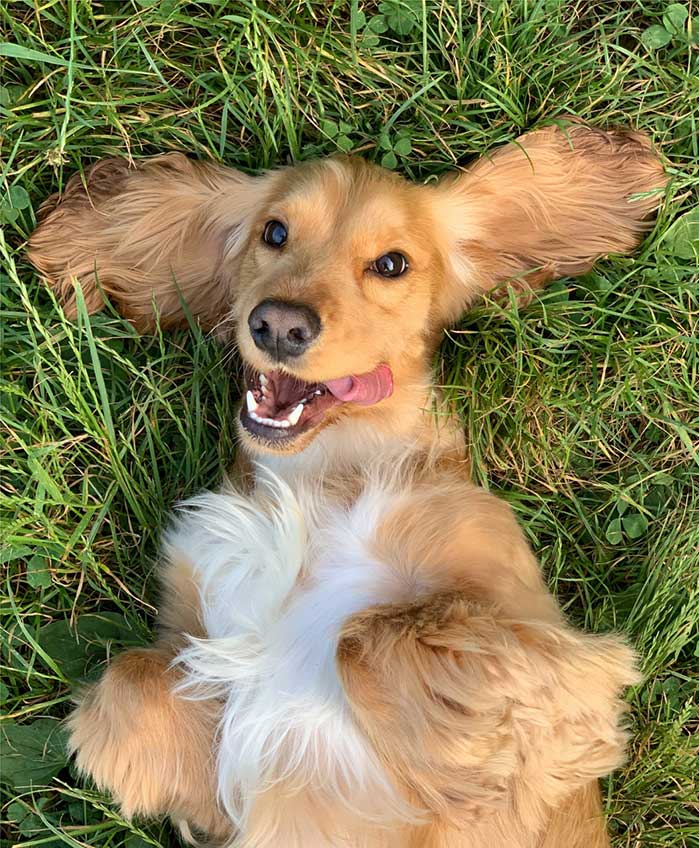 Nacani Popup Newsletter