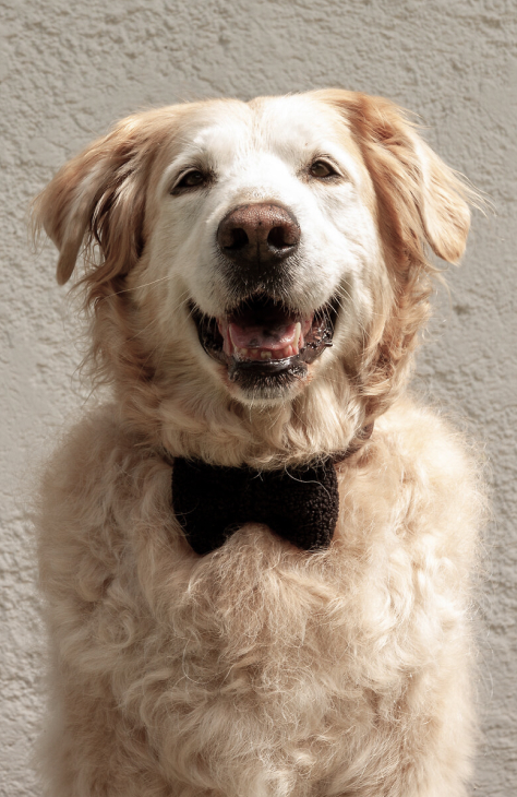 Zusatzinfo Relax Buddy Fliege