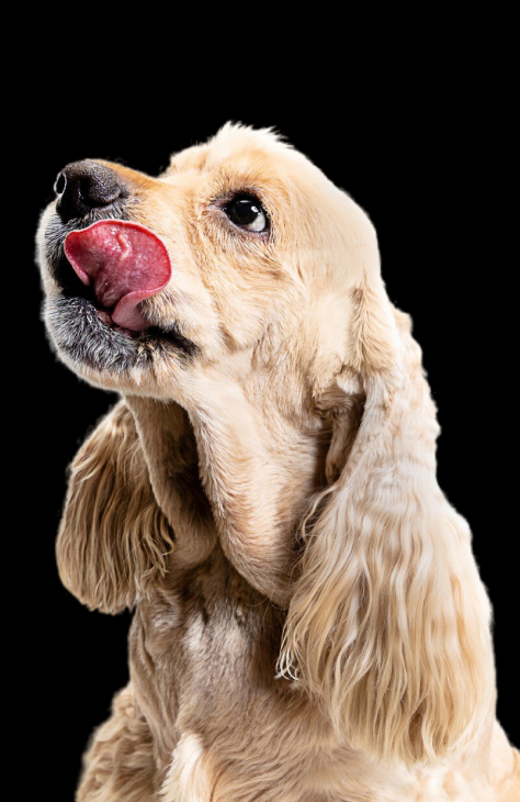 Zusatzinfo Kauartikel