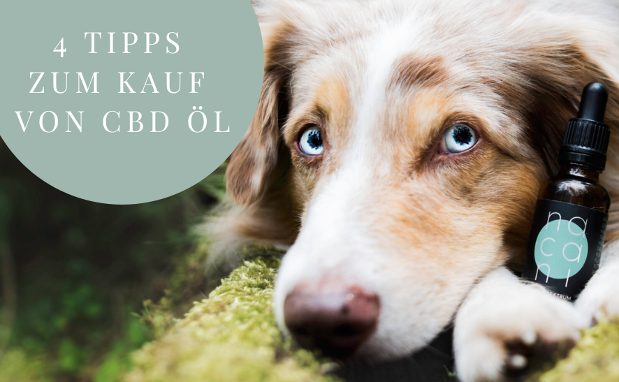 CBD Öl für Hunde - Worauf sollte man beim Kauf achten? 4 Tipps
