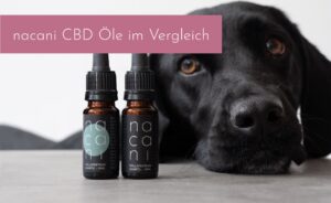 CBD für Hunde - Wie viel Prozent sind die richtige Wahl für meinen Hund?