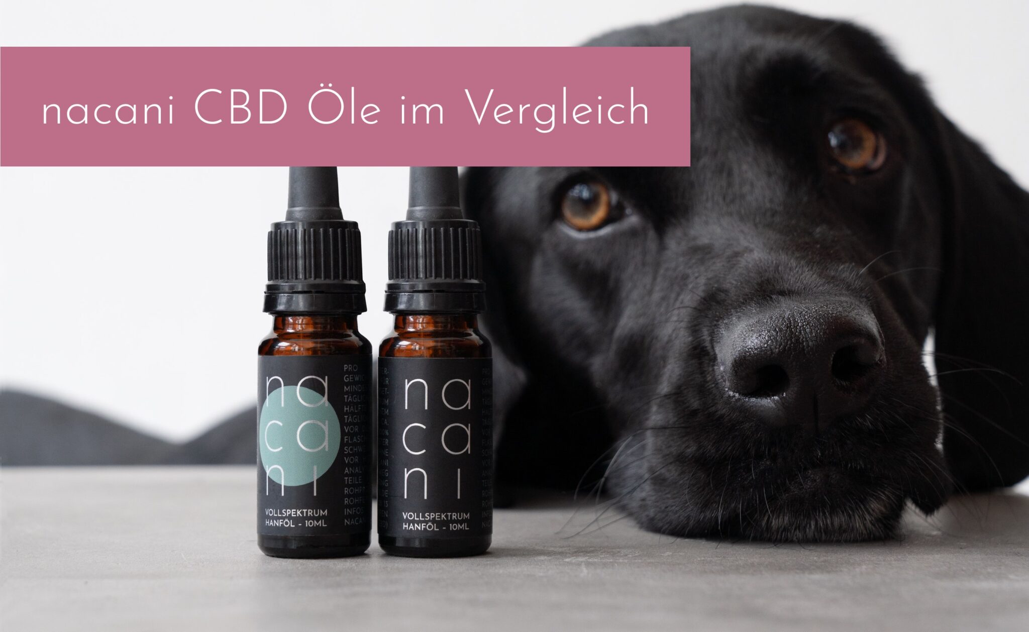 CBD für Hunde - Wie viel Prozent sind die richtige Wahl für meinen Hund?
