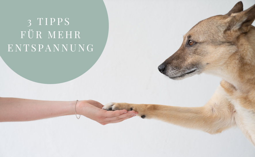 Entspannung für Hunde - 3 effektive Tipps
