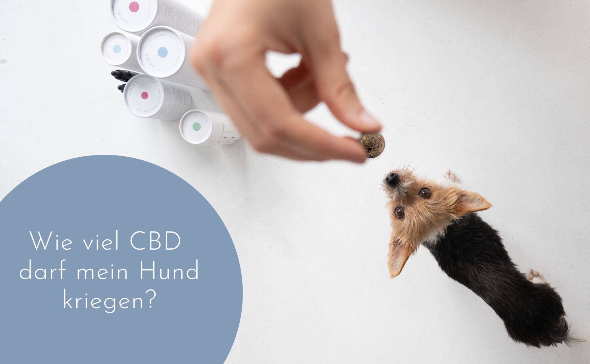 Wie viel CBD darf mein Hund kriegen?