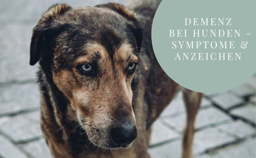 Demenz bei Hunden - Symptome & Anzeichen