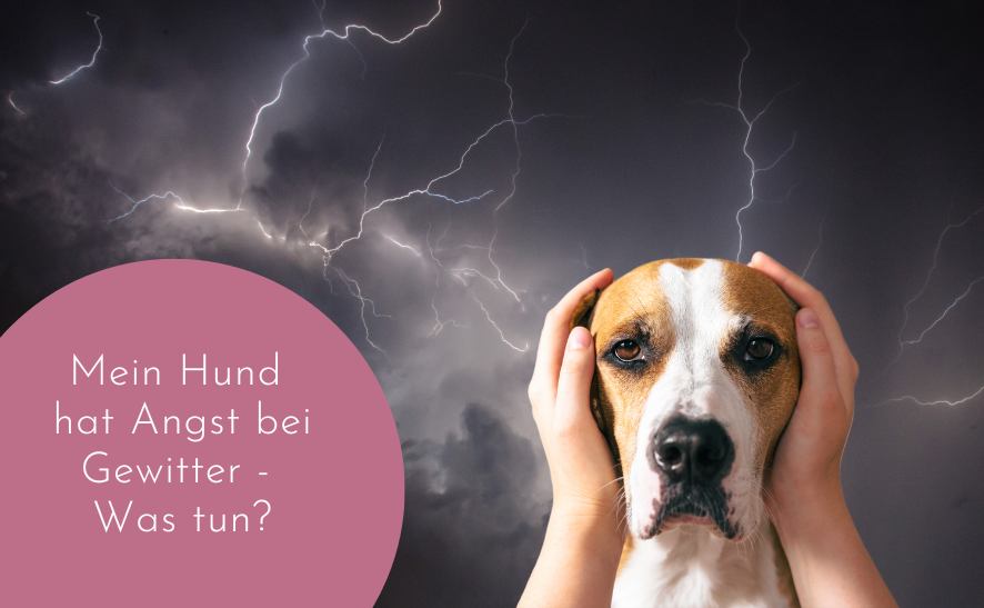 Mein Hund hat Angst bei Gewitter - Wie kann ich ihm helfen?