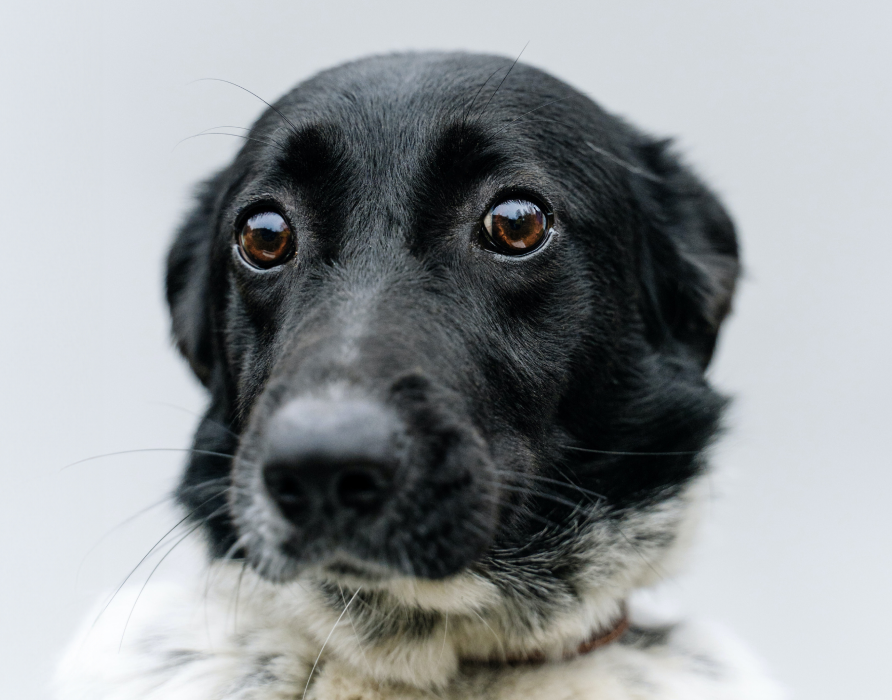 Dogs with anxiety - inner strength for every situation