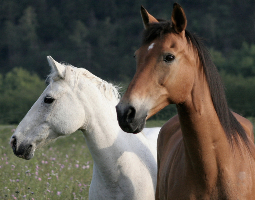 CBD for horses - good for body, mind and soul