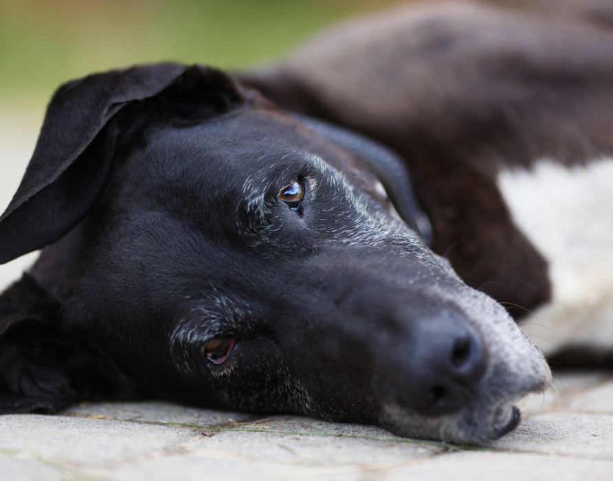 Demenz - Ängste und Unsicherheiten leichter machen
