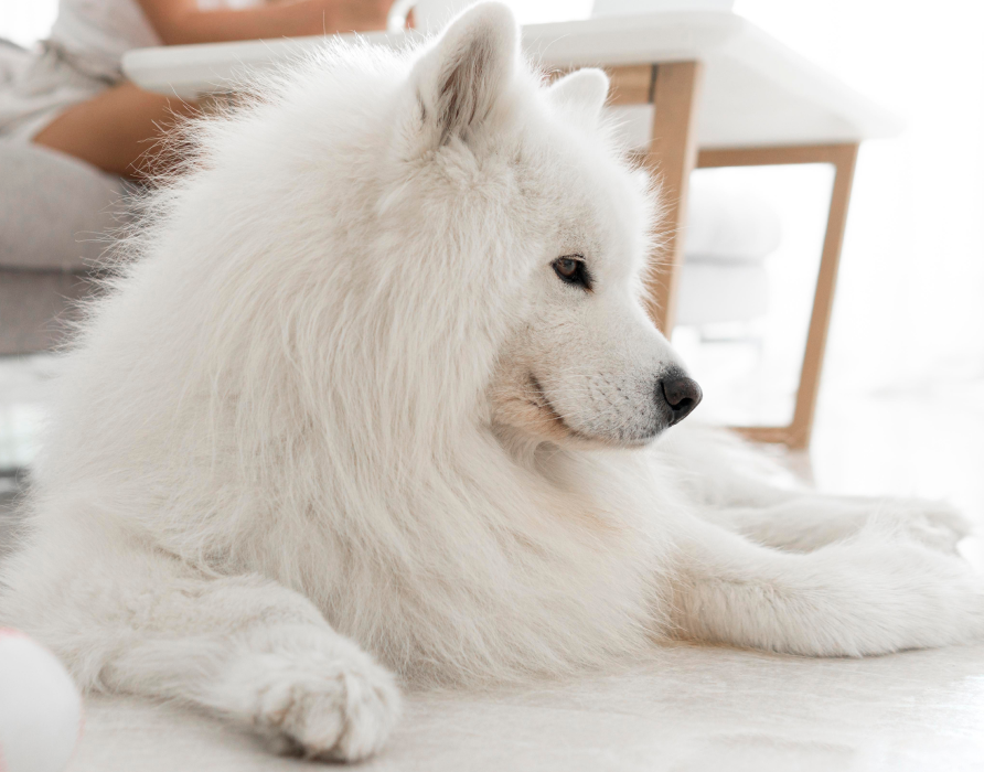 Haut und Fell - Verbesserung, Linderung, Stärkung