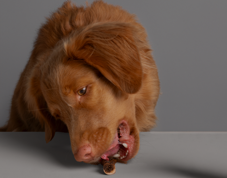 Chew Treats - Yummy & fun