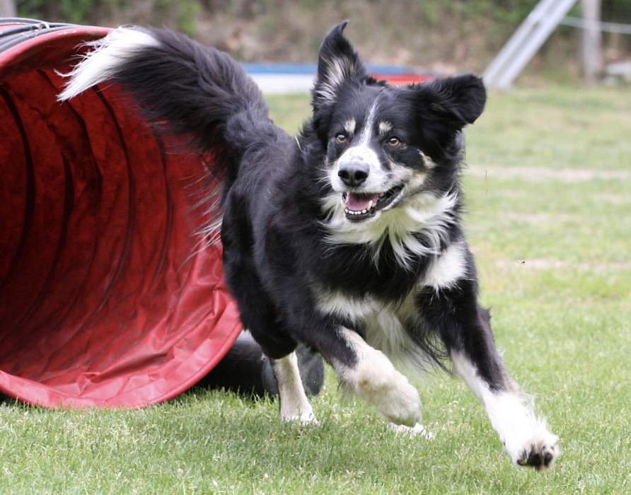 Sporthunde - Optimaler Support zur Körperfitness 