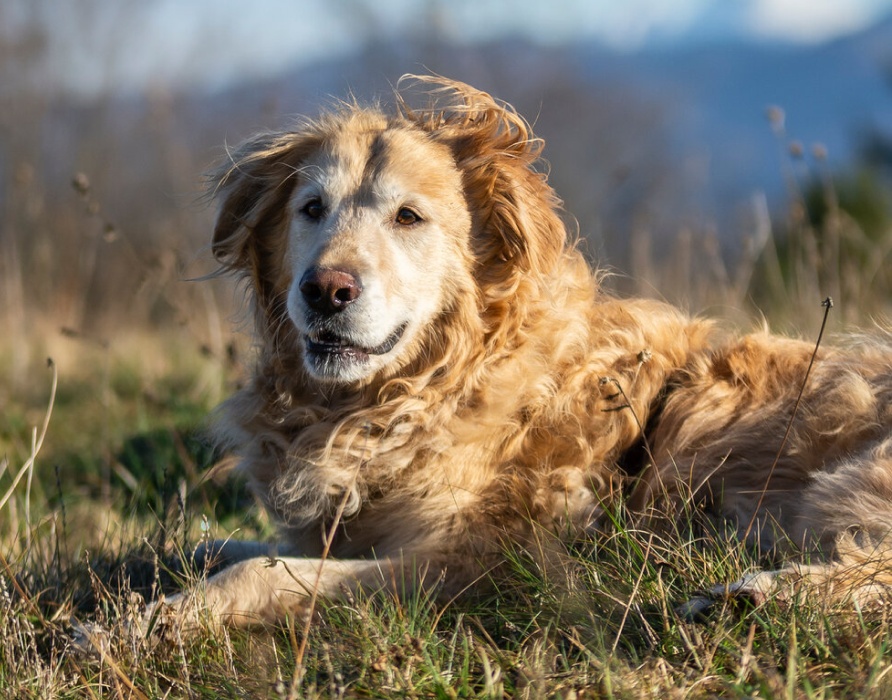 Zecken - Unser Attack Protect 