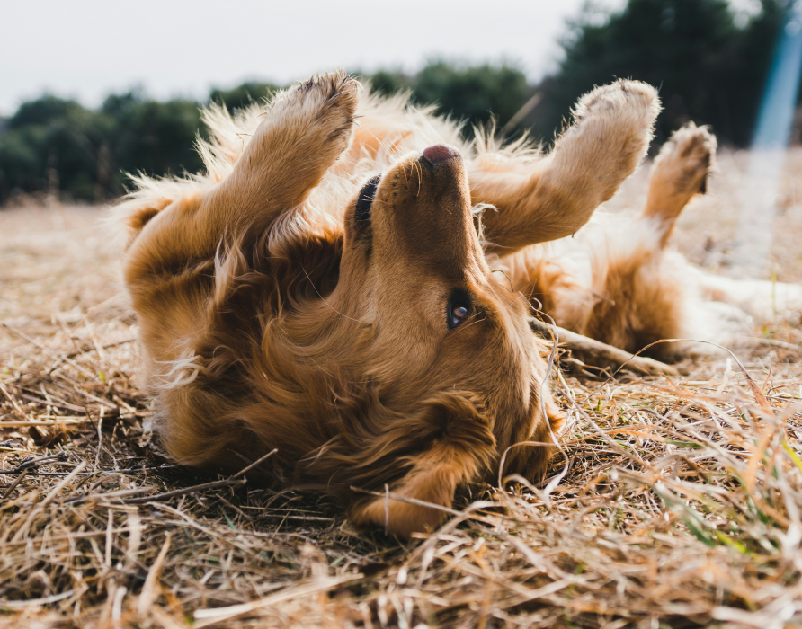 nacani für die Psyche