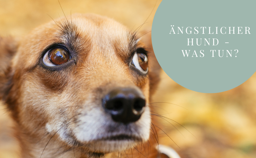 Ängstlicher Hund - was tun? 3 Tipps 
