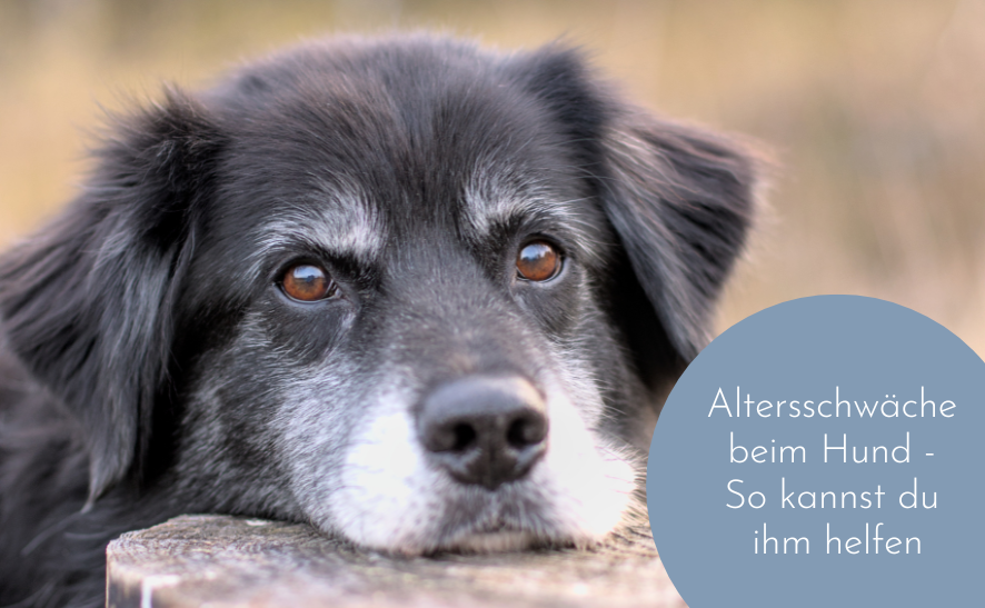 Altersschwäche beim Hund - So kannst du deinem Liebling helfen
