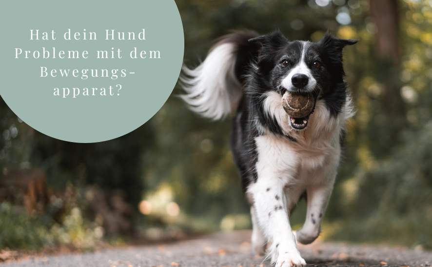 Hat dein Hund Gelenkprobleme? Das kannst du tun!