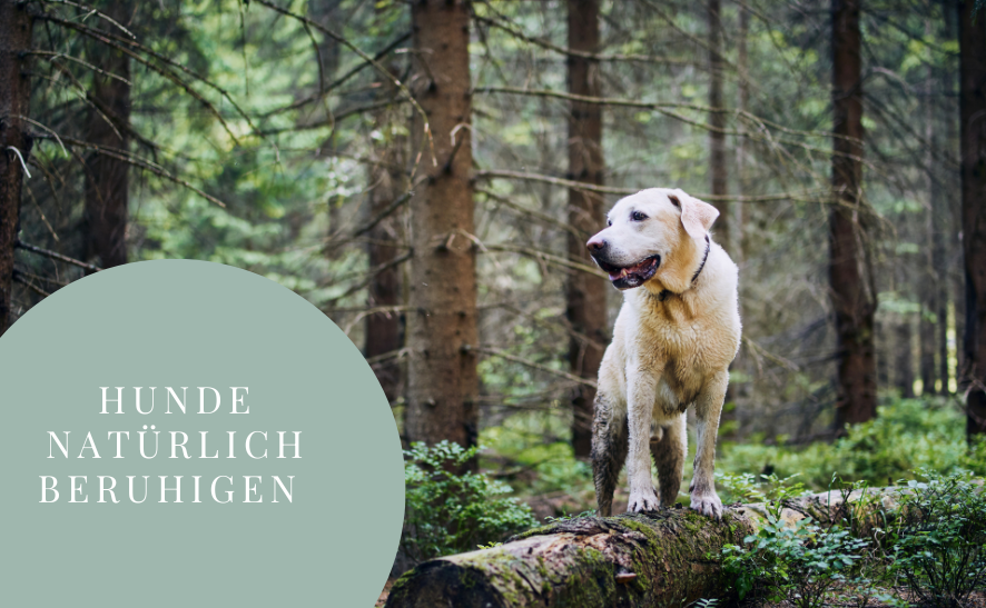 Hunde natürlich beruhigen - 3 Pflanzen, die du kennen solltest