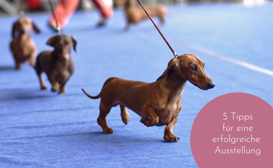 5 Tipps für eine erfolgreiche Hundeausstellung (+ Checkliste!)