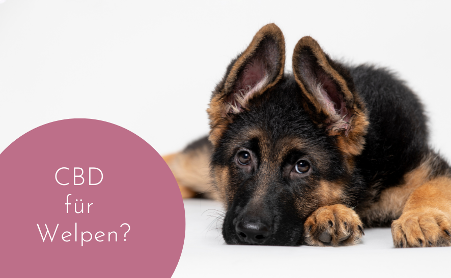 Ist CBD für Welpen sicher?