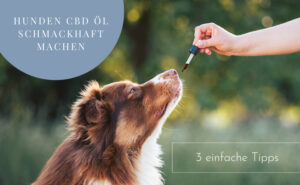 Hunden CBD Öl schmackhaft machen - 3 Tipps
