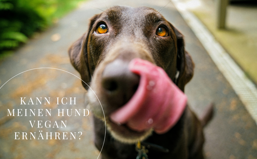 Kann ich meinen Hund vegan ernähren?